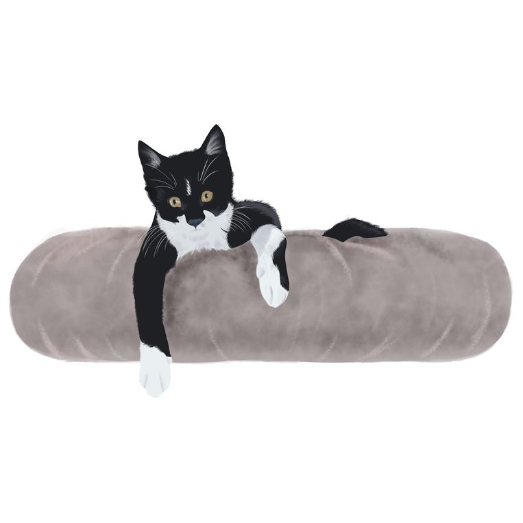 Hoe Vlooienbaal Kareltje Een Aaibare Kitten Werd. 'We Hebben Geen Moment  Overwogen Hem Te Laten Inslapen'