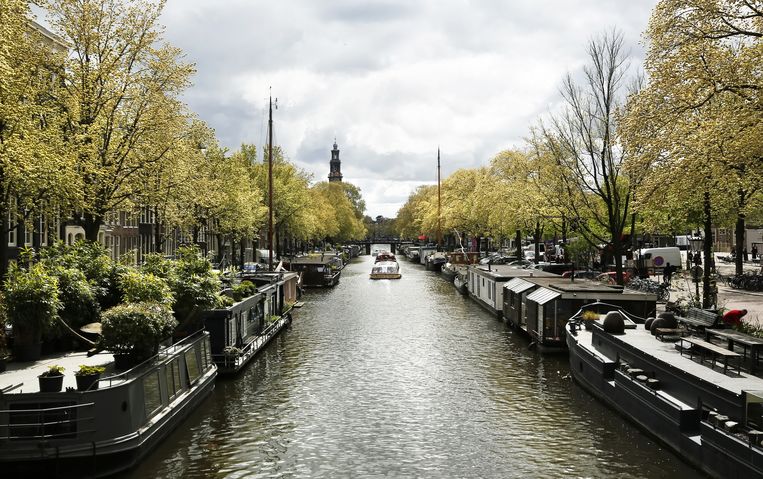 For the first time in 15 years, more than 700 elms have succumbed to Dutch elm disease in Amsterdam